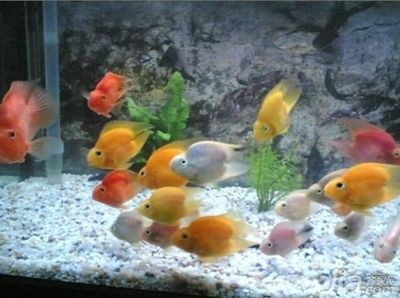 鸚鵡魚能和虎皮魚一起養嗎：鸚鵡魚和虎皮魚可以一起養但需要注意一些事項