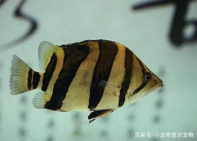 紅龍魚幼魚如何鑒別，紅龍魚幼魚的鑒別 紅龍魚幼魚如何鑒別，紅龍魚幼魚的鑒別 龍魚百科 第2張