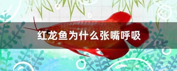 紅龍魚呼吸有點張嘴正常嗎：紅龍魚在呼吸時偶爾張嘴可能是正常的生理現象但也可能是健康問題