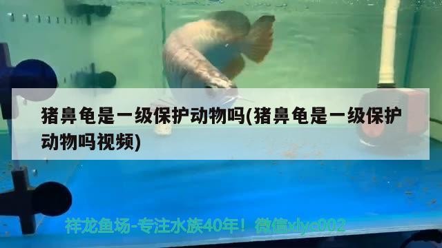 豬鼻龜是一級保護(hù)動物嗎(豬鼻龜是一級保護(hù)動物嗎視頻)