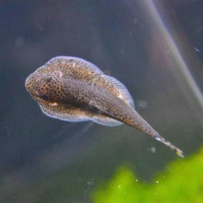 貴爬魚 水中清道夫吃魚屎 排泄物[aini][aini][aini]水中清理大師