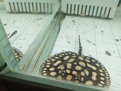魟魚可不可以下大白片外寄：魟魚可以下大白片外寄嗎？