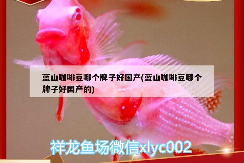 藍山咖啡豆哪個牌子好國產(藍山咖啡豆哪個牌子好國產的)