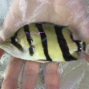 印尼虎魚活體：關于“印尼虎魚活體”的一些信息：印尼虎魚活體價格