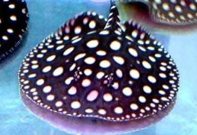 魟魚拼音怎么打出來：[需手動填充]魚的拼音怎么打出來