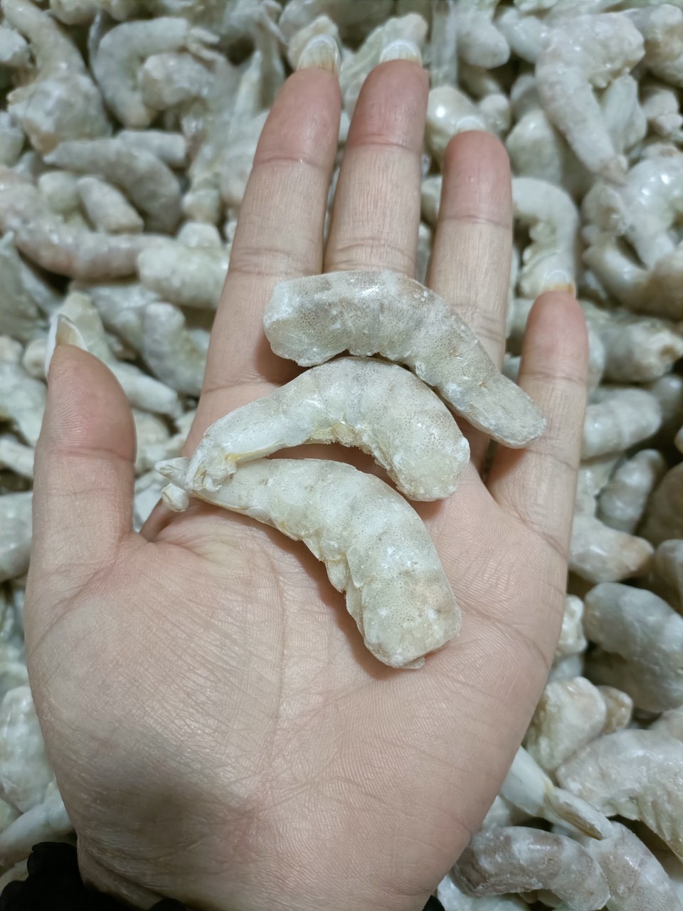 蝦段 蝦段 龍魚論壇 第4張