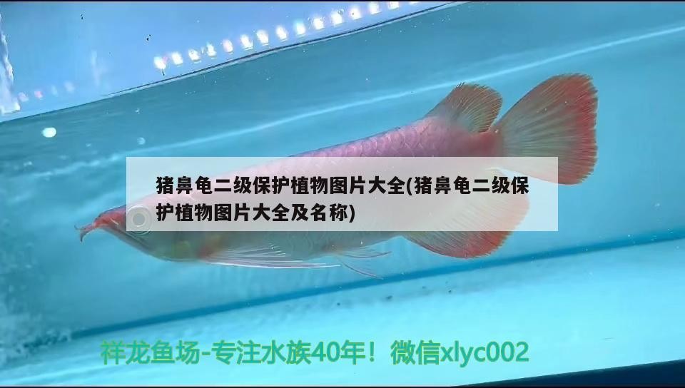 豬鼻龜二級(jí)保護(hù)植物圖片大全(豬鼻龜二級(jí)保護(hù)植物圖片大全及名稱)