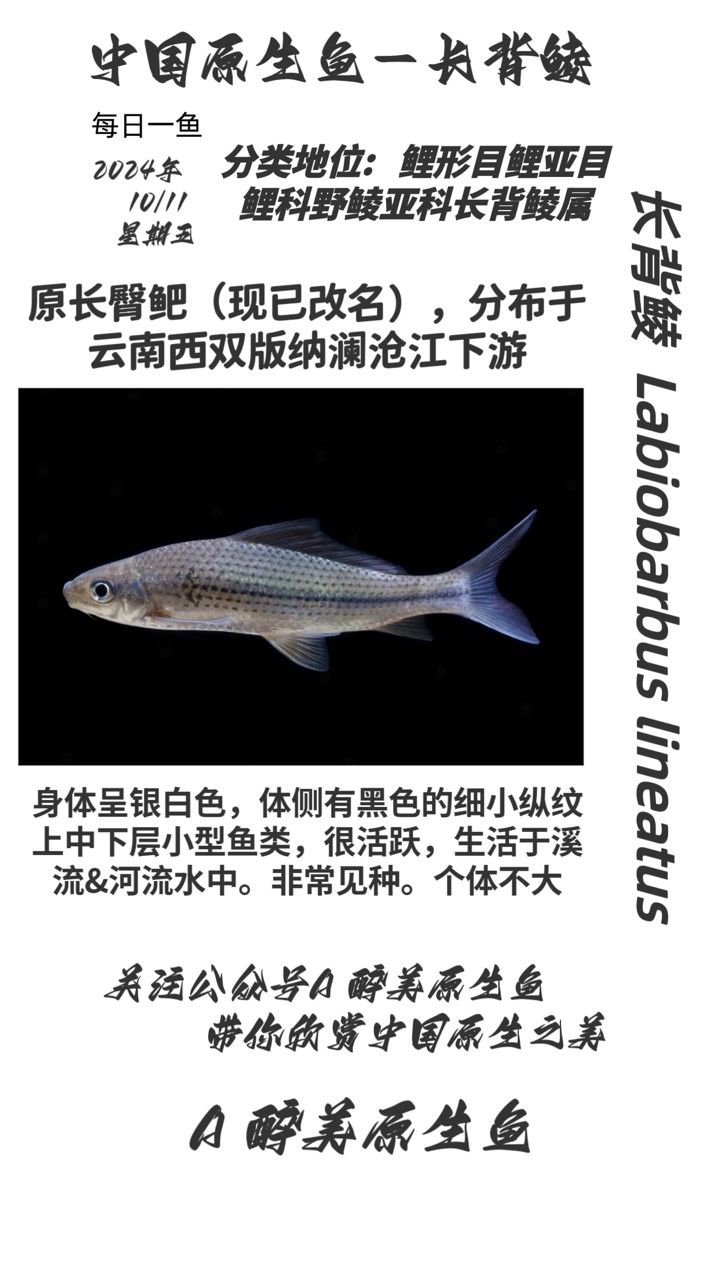 長背鯪