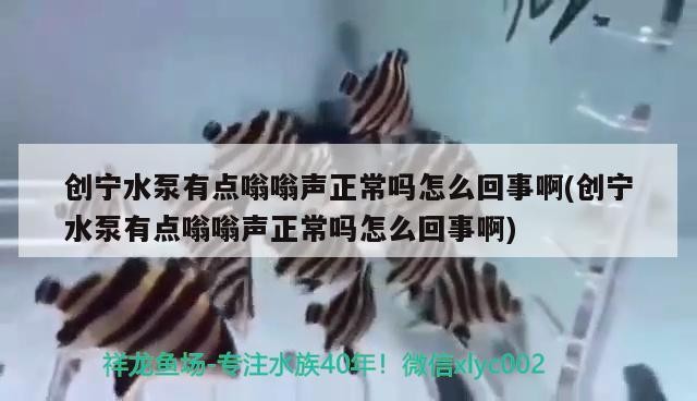 創(chuàng)寧水泵有點嗡嗡聲正常嗎怎么回事啊(創(chuàng)寧水泵有點嗡嗡聲正常嗎怎么回事啊)