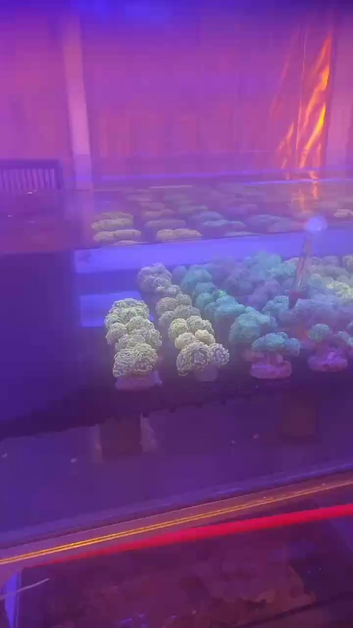 榔頭