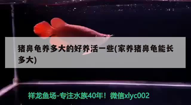 豬鼻龜養多大的好養活一些(家養豬鼻龜能長多大)