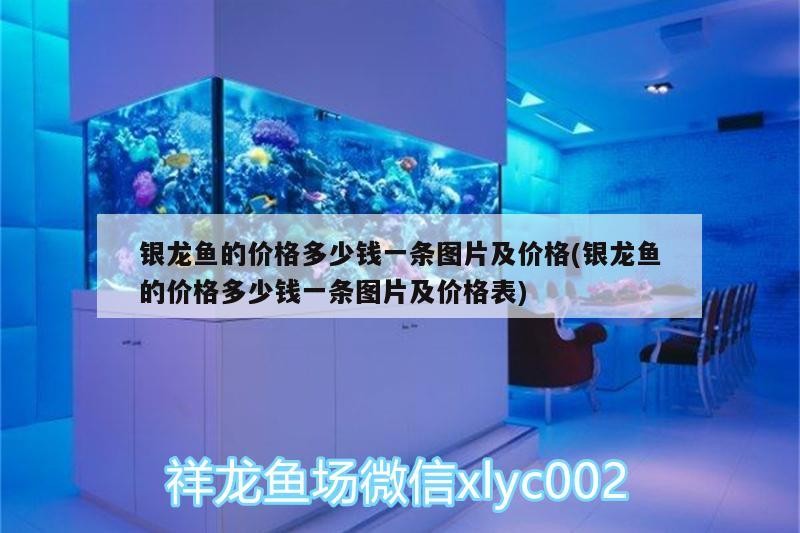 金龍魚 銀龍魚的價格多少錢一條圖片及價格(銀龍魚的價格多少錢一條圖片及價格表) 銀龍魚百科 銀龍魚的價格多少錢一條圖片及價格(銀龍魚的價格多少錢一條圖片及價格表) 銀龍魚的價格多少錢一條圖片及價格(銀龍魚的價格多少錢一條圖片及價格表) 銀龍魚百科