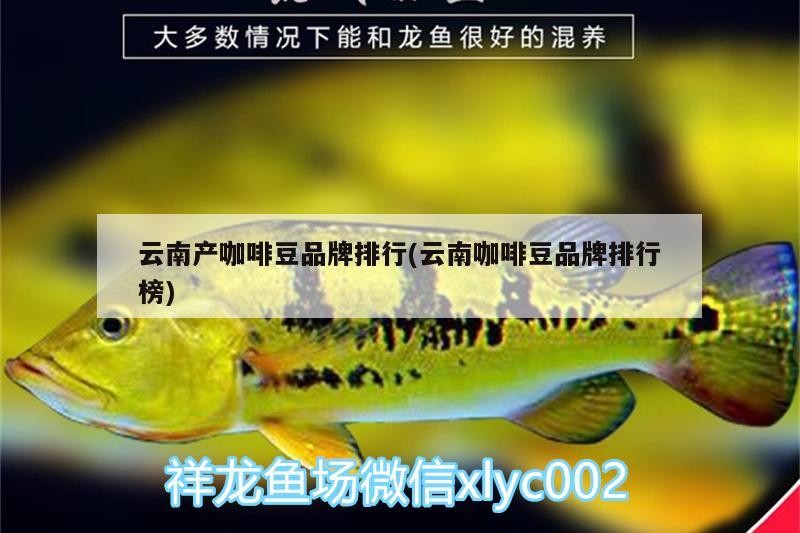 云南產咖啡豆品牌排行(云南咖啡豆品牌排行榜)