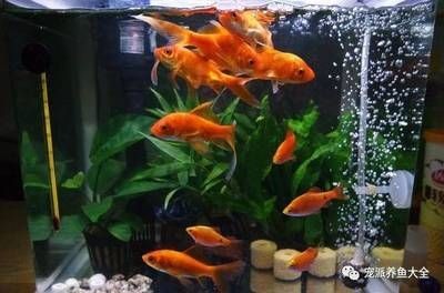 缸魚或魟魚 魟魚百科 第1張 缸魚或魟魚 缸魚或魟魚 魟魚百科 第1張