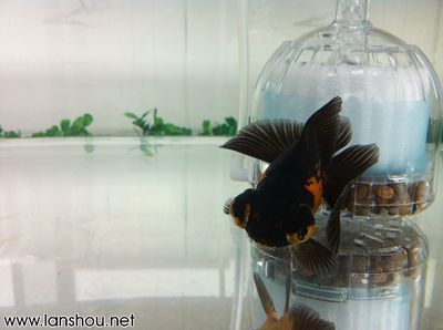 缸魚或魟魚 魟魚百科 第2張 缸魚或魟魚 缸魚或魟魚 魟魚百科 第2張