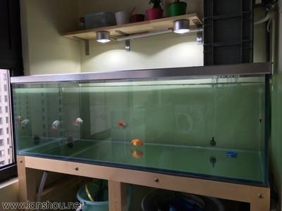 缸魚或魟魚 缸魚或魟魚 魟魚百科 第3張