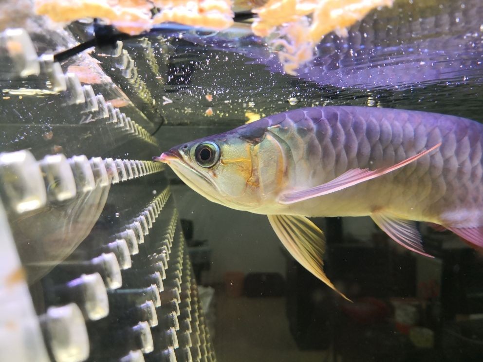 廣州市荔灣區湖豐水族店