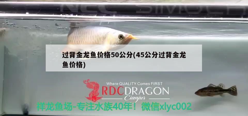 過背金龍魚價格50公分(45公分過背金龍魚價格)
