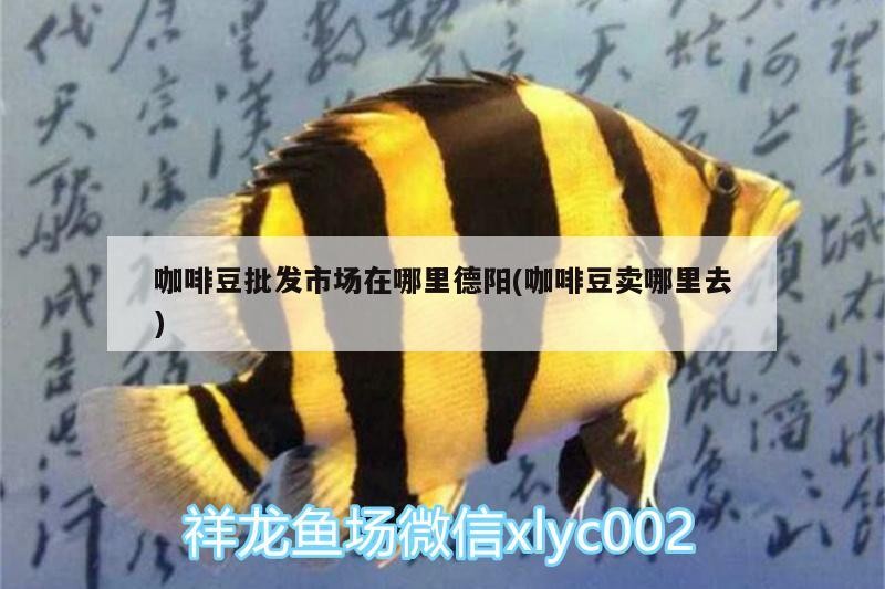 咖啡豆批發市場在哪里德陽(咖啡豆賣哪里去)
