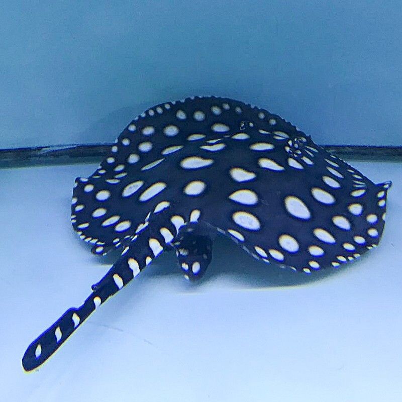 魟魚珍珠和皇冠區(qū)別：珍珠魟魚和皇冠珍珠魟魚有什么區(qū)別？