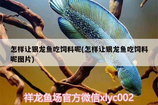 怎樣讓銀龍魚(yú)吃飼料呢(怎樣讓銀龍魚(yú)吃飼料呢圖片)