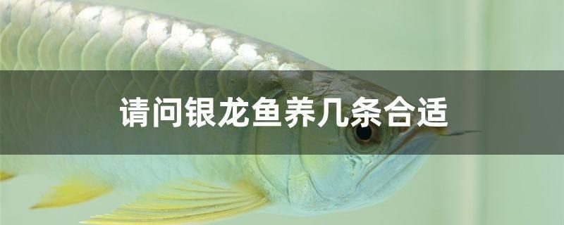 請問銀龍魚養幾條合適