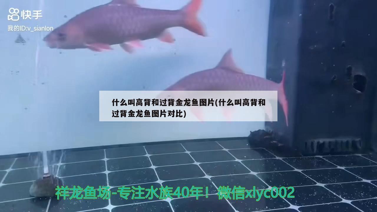 什么叫高背和過背金龍魚圖片(什么叫高背和過背金龍魚圖片對比)