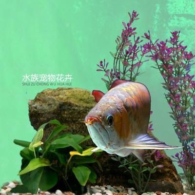 魟魚幾歲繁殖一次啊多少錢一只?。呼勽~幾歲繁殖一次