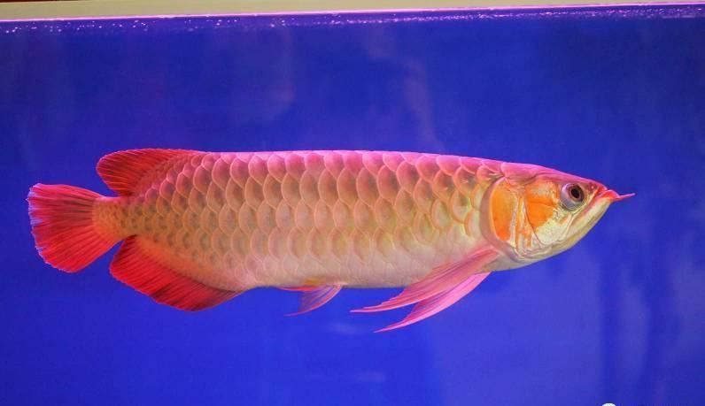 紅龍魚是保護動物嗎：關于紅龍魚保護狀況的詳細介紹