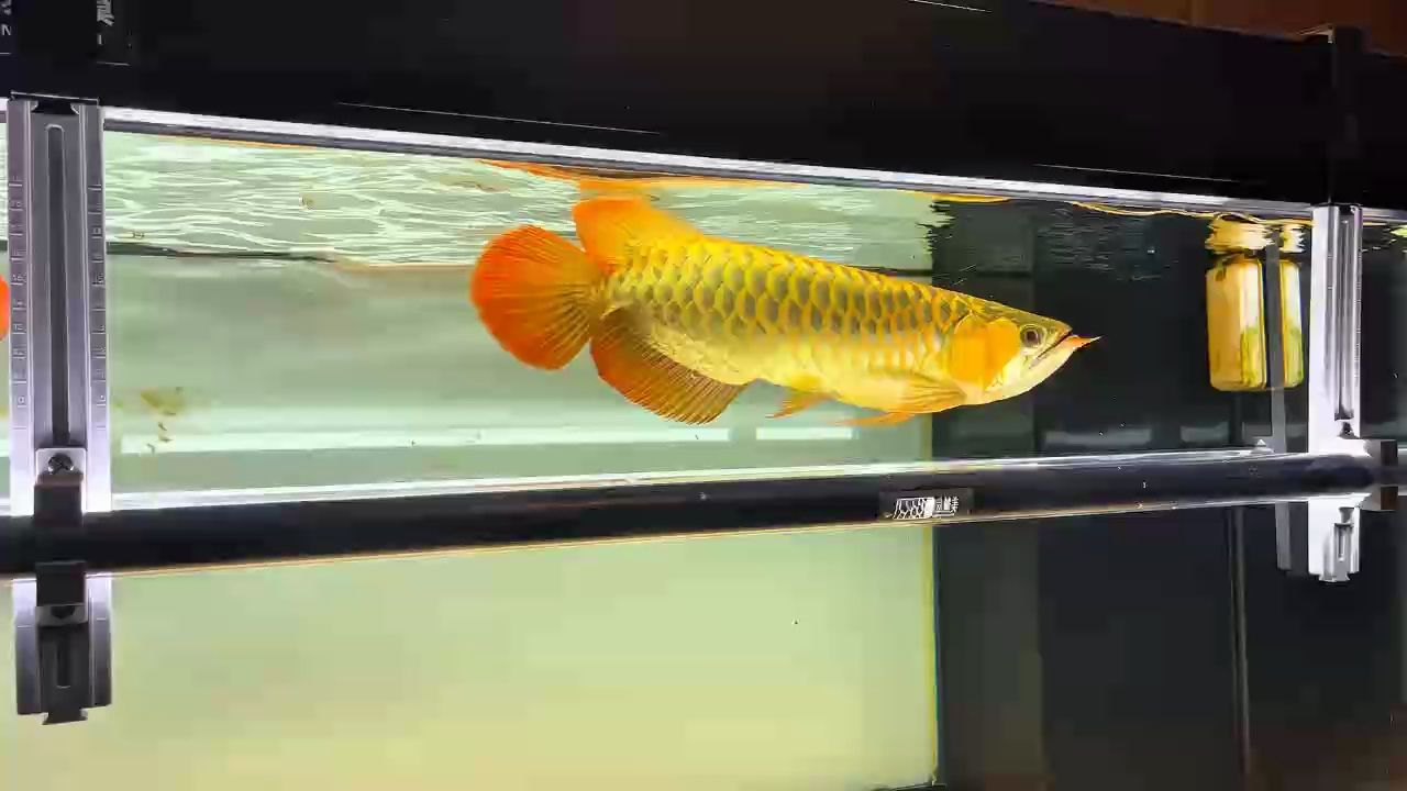 出差回來，發色又上一臺階！ 出差回來，發色又上一臺階！ 龍魚論壇 第1張