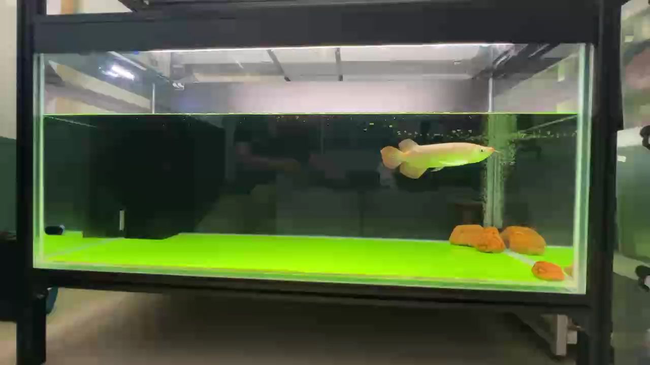 經過兩個來星期的調整和訓食，鯊魚仔的狀態好很多了！[ciya] 經過兩個來星期的調整和訓食，鯊魚仔的狀態好很多了！[ciya] 龍魚論壇