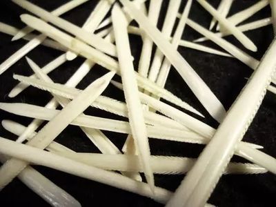 魟魚尾刺可以永久性去掉嗎：魟魚的尾刺可以永久性去掉嗎