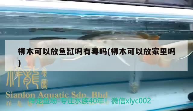 柳木可以放魚缸嗎有毒嗎(柳木可以放家里嗎) 柳木可以放魚缸嗎有毒嗎(柳木可以放家里嗎) 金龍魚百科