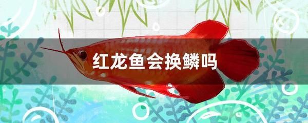 紅龍魚知識：紅龍魚市場價格趨勢紅龍魚繁殖技巧分享紅龍魚市場價格趨勢