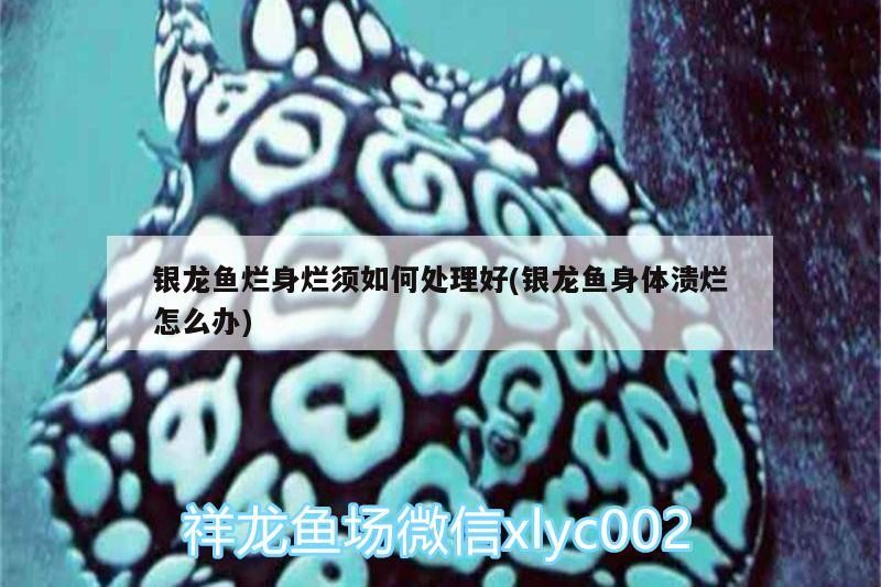 銀龍魚爛身爛須如何處理好(銀龍魚身體潰爛怎么辦) 銀龍魚爛身爛須如何處理好(銀龍魚身體潰爛怎么辦) 銀龍魚百科