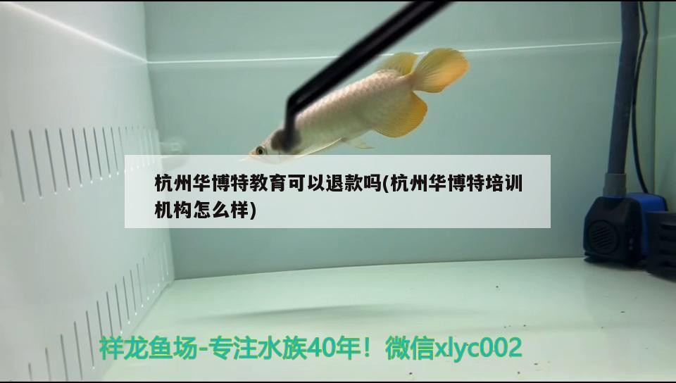 杭州華博特教育可以退款嗎(杭州華博特培訓機構怎么樣)
