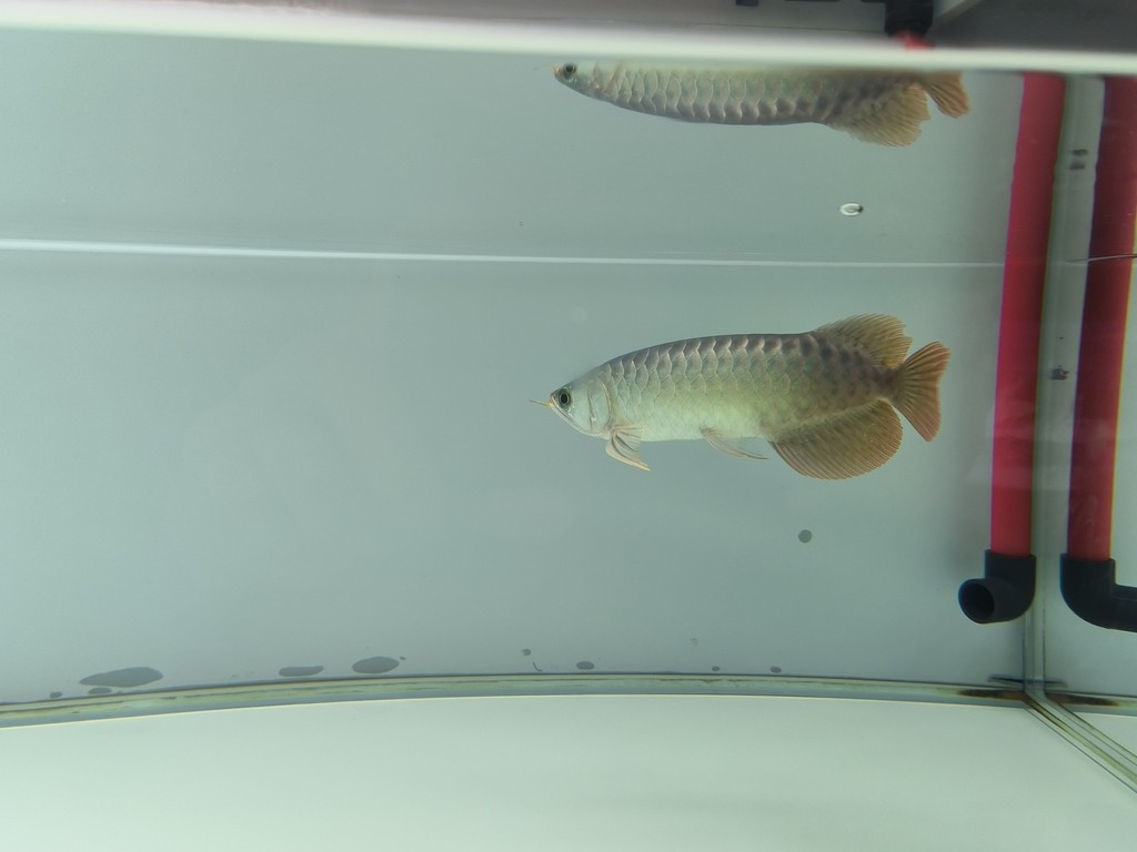 御龍國際燈架1.7米，6700k 飛利浦840在路上