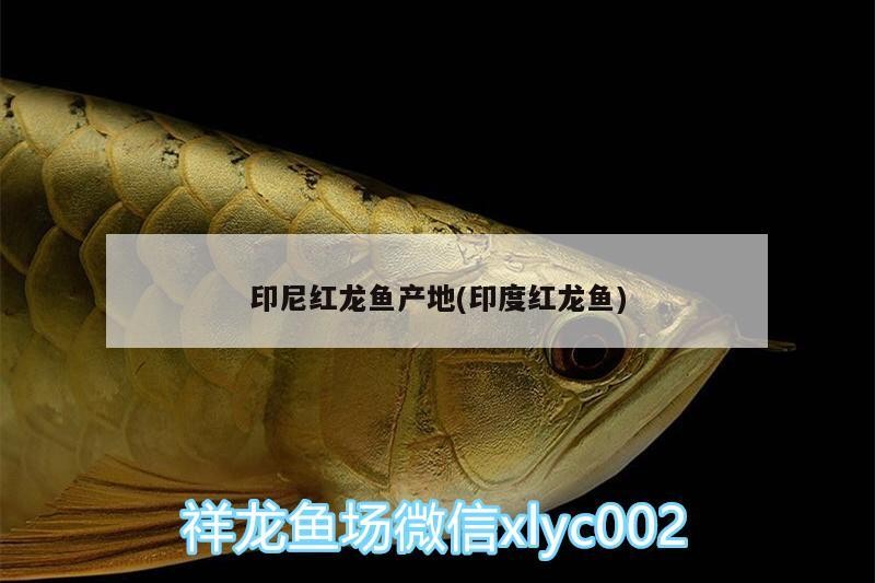 印尼紅龍魚產地(印度紅龍魚)