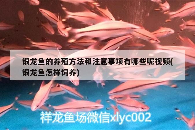 銀龍魚的養(yǎng)殖方法和注意事項有哪些呢視頻(銀龍魚怎樣飼養(yǎng))