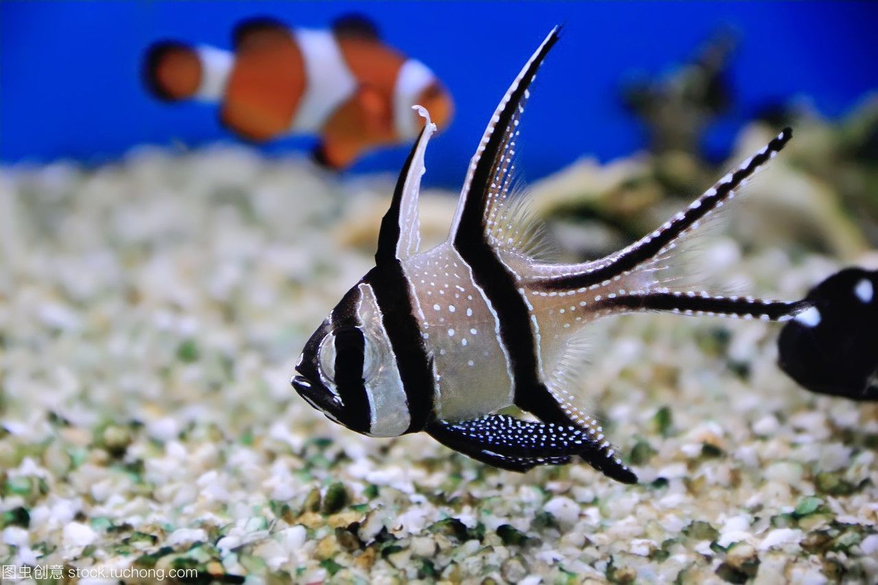 海水觀賞魚(yú)店（和順海水觀賞魚(yú)店）
