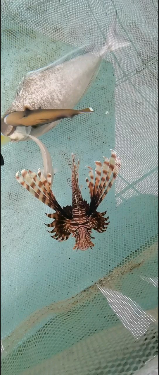 這個像個獅虎虎的獅子