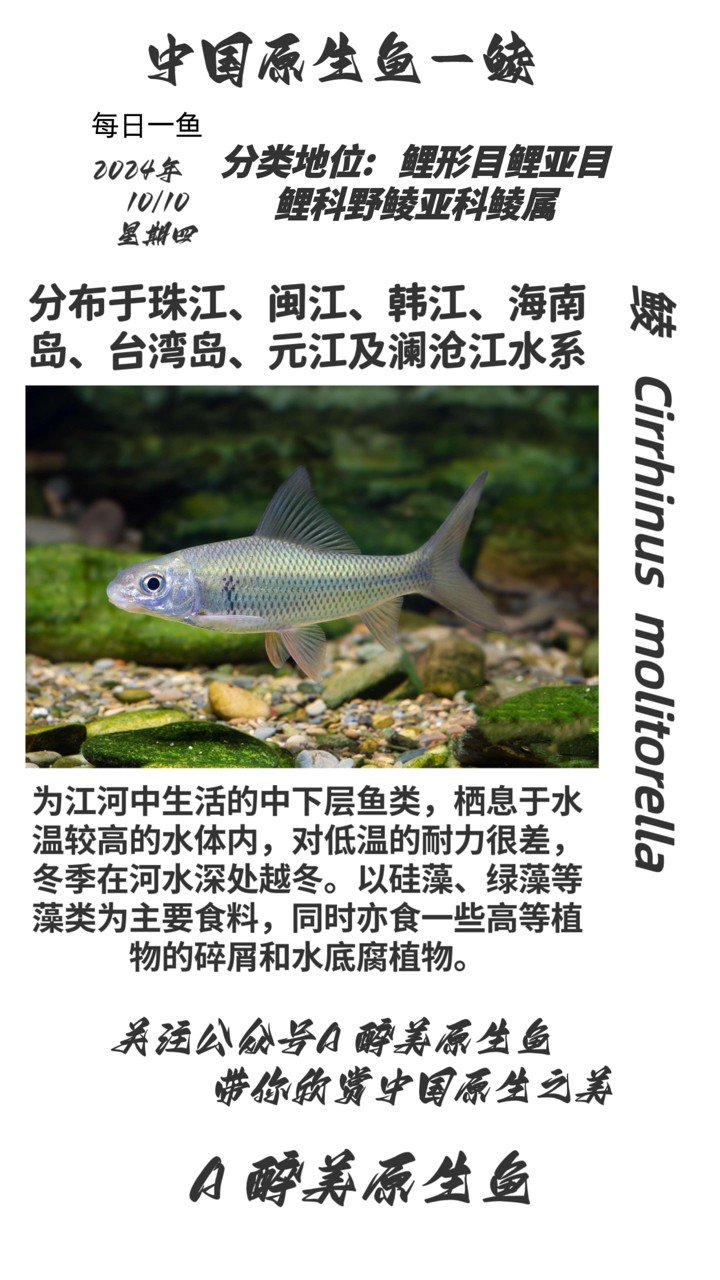 鯪