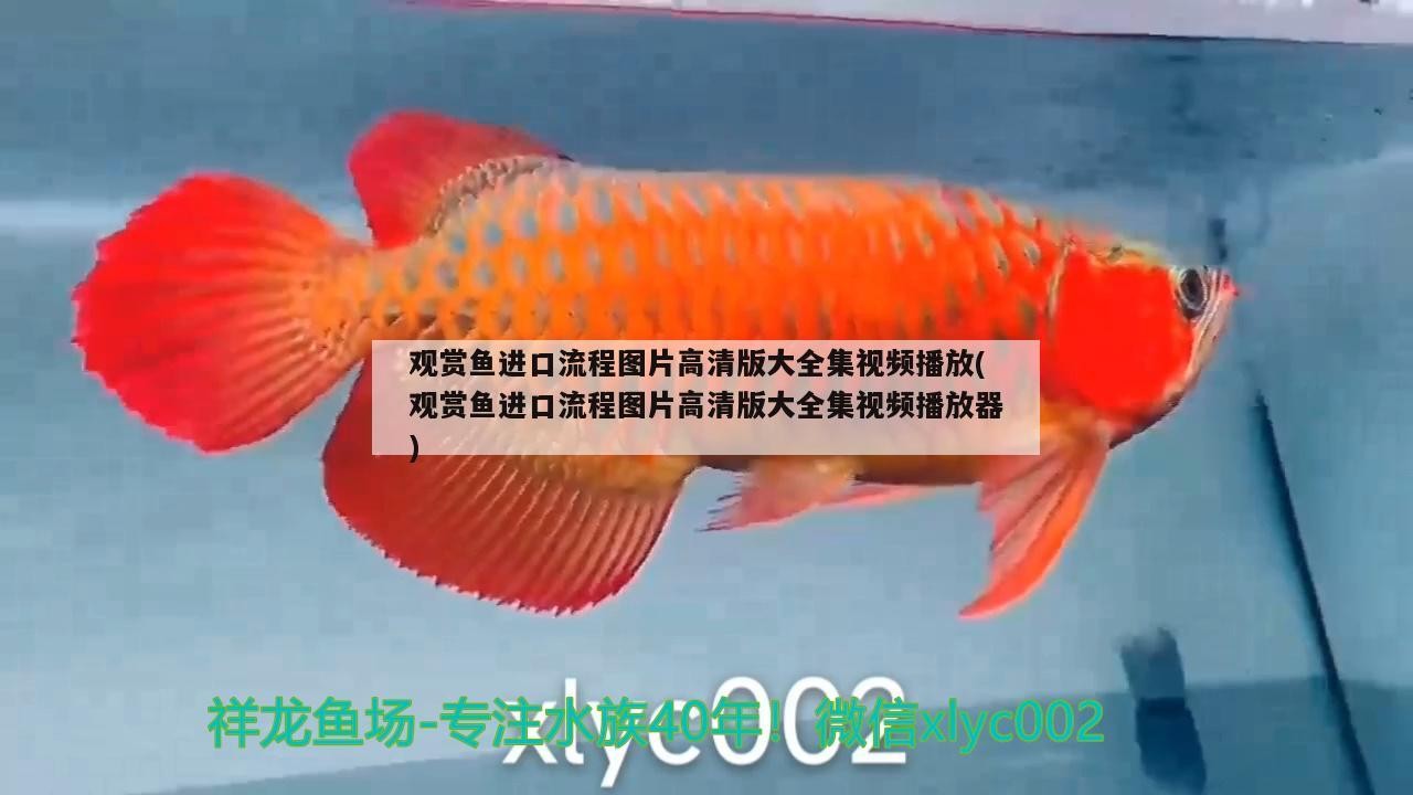 龍魚鰭上有白色絮狀物怎么治(龍魚鰭上有白色絮狀物怎么治好)