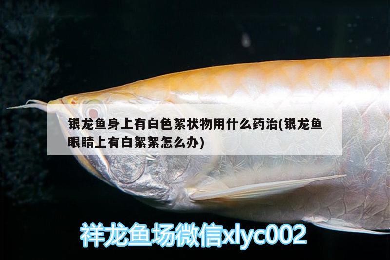 銀龍魚身上有白色絮狀物用什么藥治(銀龍魚眼睛上有白絮絮怎么辦)