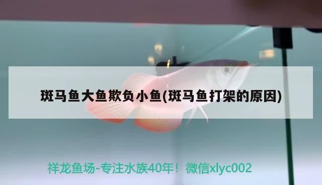 龍魚被小魚追著咬是什么情況vs祥龍魚場：龍魚攻擊小魚的原因 龍魚被小魚追著咬是什么情況vs祥龍魚場：龍魚攻擊小魚的原因 vs祥龍魚場 第1張