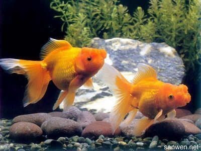 龍魚被小魚追著咬是什么情況vs祥龍魚場：龍魚攻擊小魚的原因 龍魚被小魚追著咬是什么情況vs祥龍魚場：龍魚攻擊小魚的原因 vs祥龍魚場 第3張