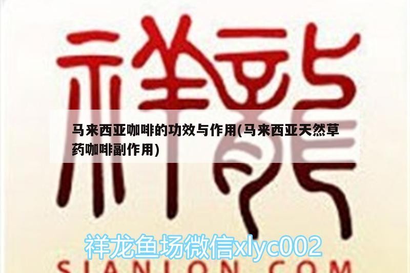 馬來西亞咖啡的功效與作用(馬來西亞天然草藥咖啡副作用) 馬來西亞咖啡的功效與作用(馬來西亞天然草藥咖啡副作用) 馬來西亞咖啡