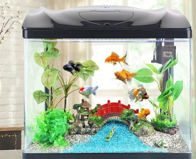 40厘米的魚缸養多少魚：40厘米的魚缸適合養什么魚