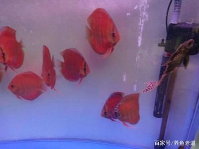 80厘米魚缸養多少七彩神仙魚：80厘米的魚缸中養七彩神仙魚的數量并不是絕對的 80厘米魚缸養多少七彩神仙魚：80厘米的魚缸中養七彩神仙魚的數量并不是絕對的 魚缸百科 第2張