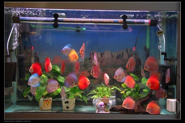 80厘米魚缸養多少七彩神仙魚：80厘米的魚缸中養七彩神仙魚的數量并不是絕對的 80厘米魚缸養多少七彩神仙魚：80厘米的魚缸中養七彩神仙魚的數量并不是絕對的 魚缸百科 第3張